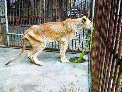 转帖湖北黄洲动物园狮子饿成皮包骨猴子吃窝头