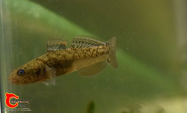 黏皮鲻鰕虎鱼 Mugilogobius myxodermus