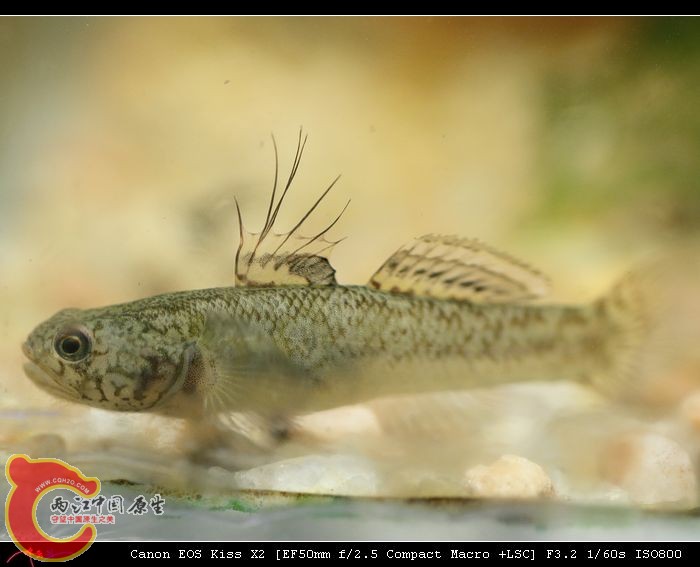 黏皮鲻鰕虎鱼 Mugilogobius myxodermus