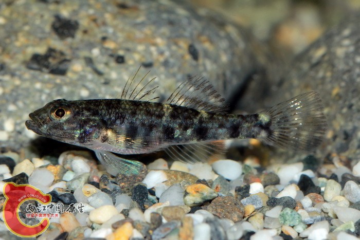 多孔叉舌鰕虎 glossogobius celebius - 台湾的鱼