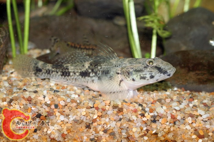 点带叉舌鰕虎 glossogobius olivaceus - 台湾的鱼