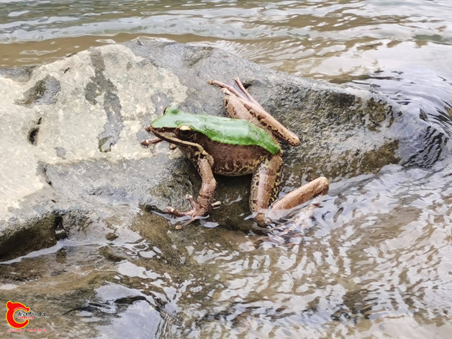 未知蛙类