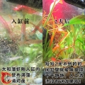 大和藻虾