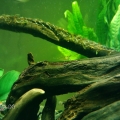 褐吻虾虎