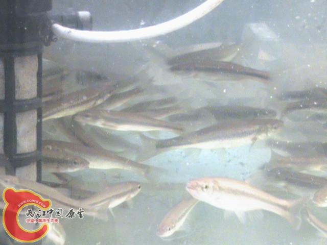 高密度柳根鱼养殖缸