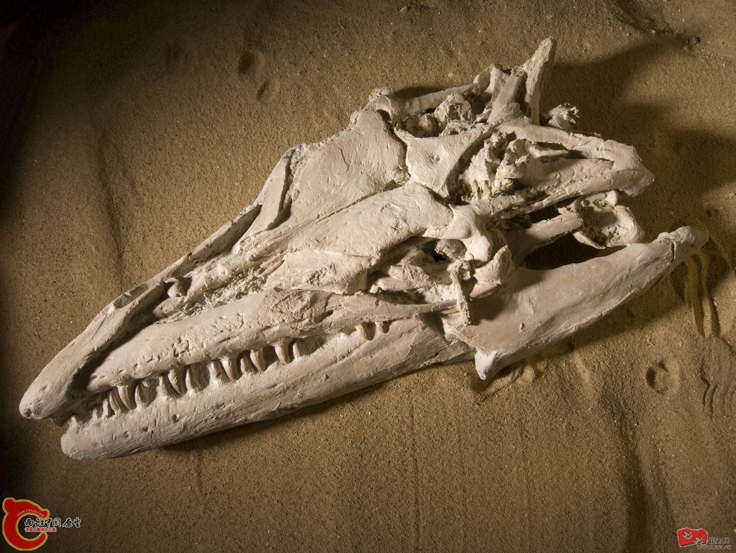 博卡基安哥拉龙(Angolasaurus bocagei ).jpg