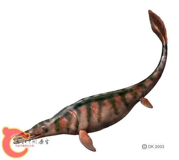 浮龙Plotosaurus.jpg