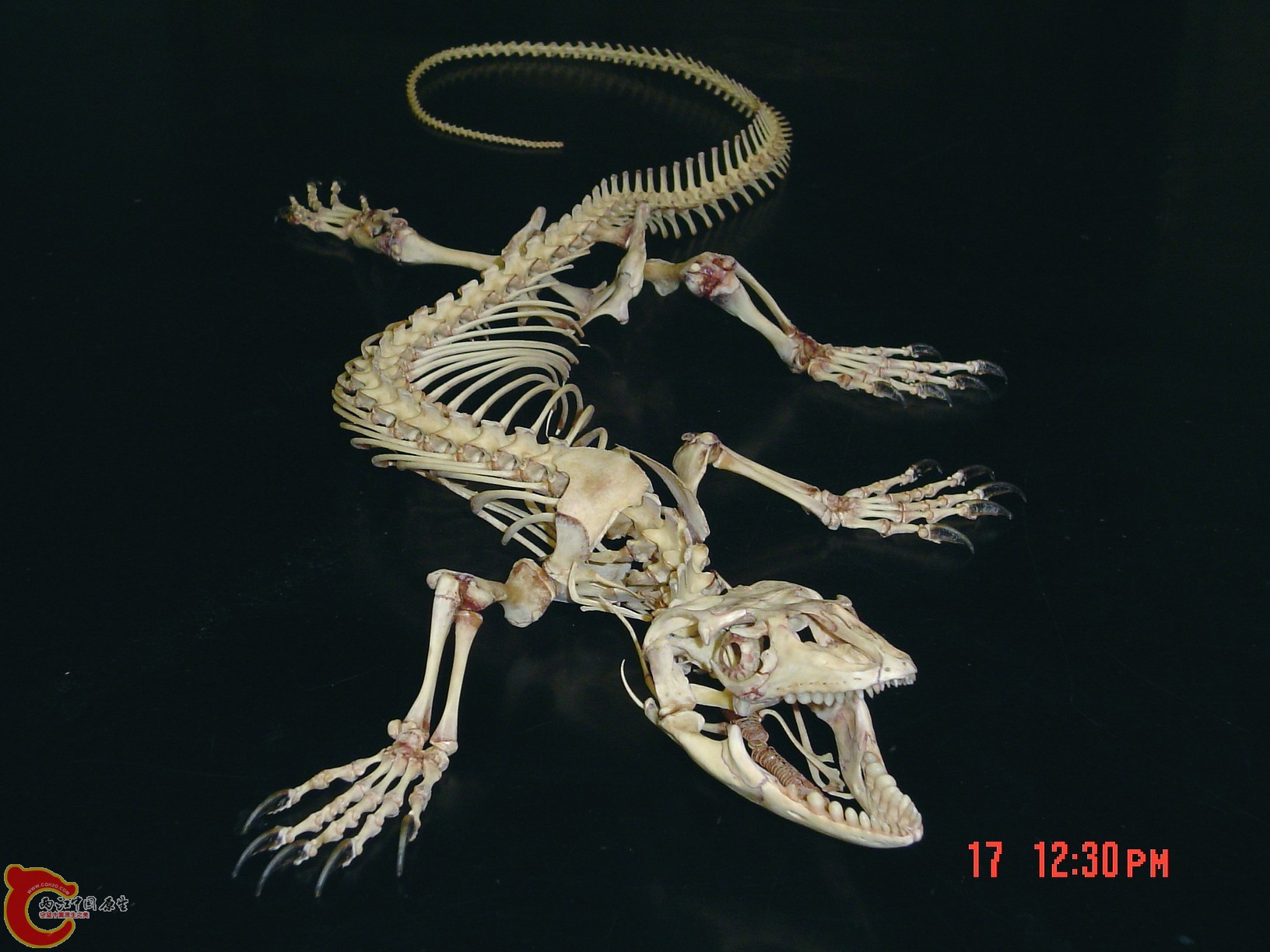 蜥蜴的骨骼2.jpg