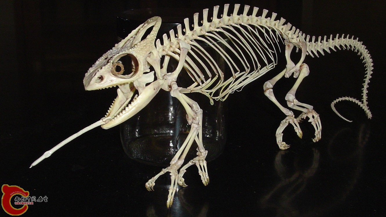 蜥蜴的骨骼4.jpg