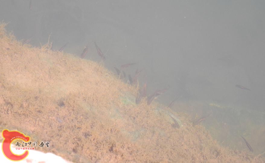 河岸石块上啃食的小泉水鱼