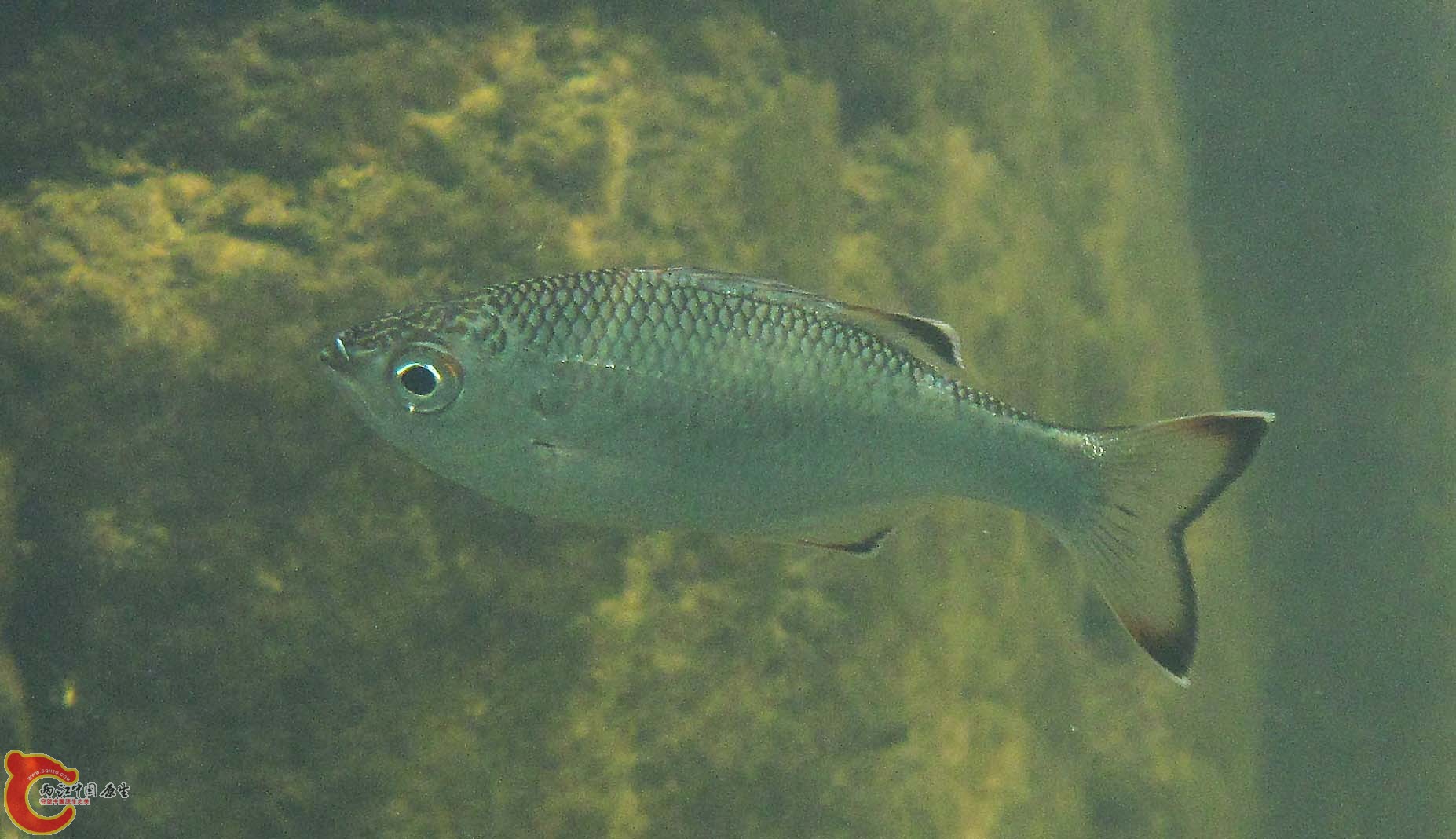 黑邊湯鯉 Kuhlia marginata 