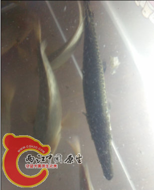9月9号鳄雀鳝还很小。现在长了4-5厘米