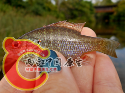 Northern Sunfish 1.png