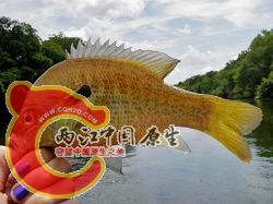 Redbreast Sunfish 1.png
