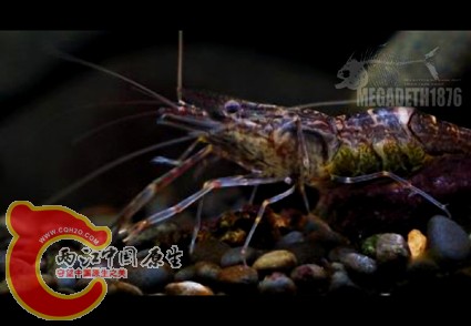 日本沼虾 Macrobrachium nipponenese