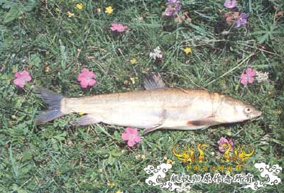 中国濒危鱼种