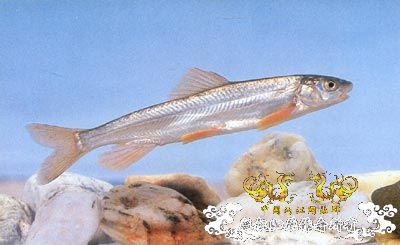 中国濒危鱼种