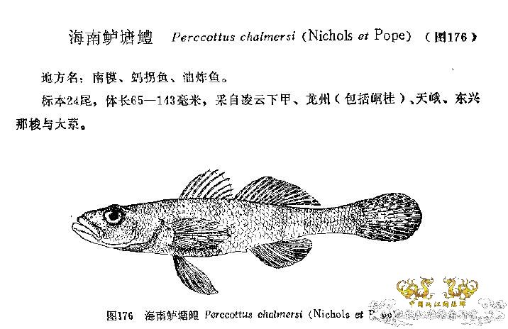 [求助]海南新沙塘鳢 Neodontobutis hainanensis (Chen，1985)