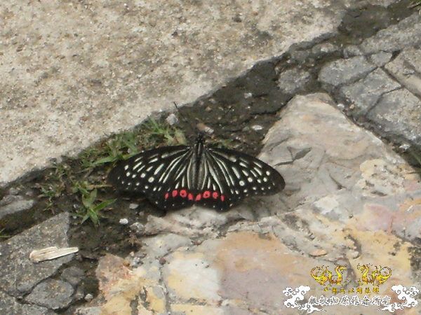 南京常见蝶类纪录（慢慢积累更新中）