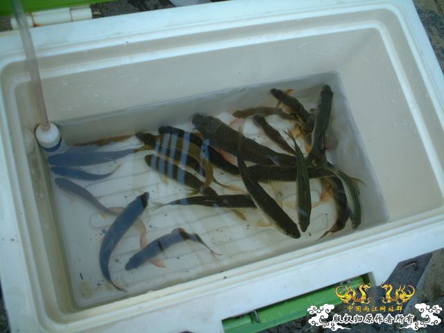 中国产东亚类群马口鱼类分类探讨(未完待续，欢迎参与讨论)