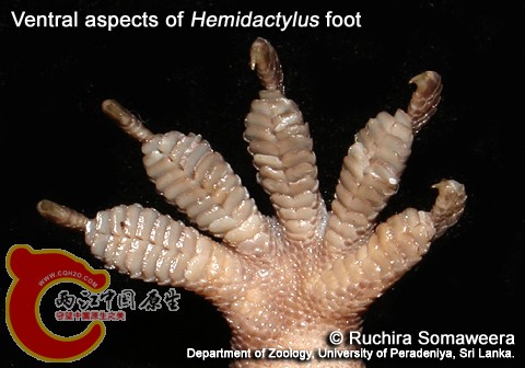 hemidactylus_b.jpg