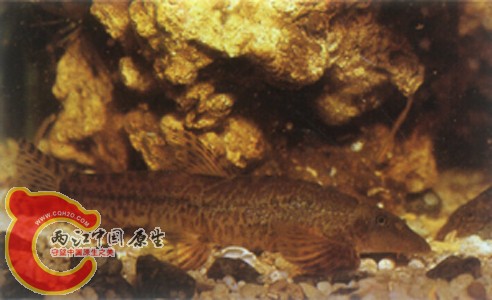 台湾缨口鳅1.jpg