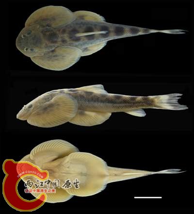 多斑華吸鰍（Sinogastromyzon multiocellum）.jpg