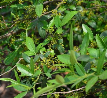 野生花椒和蜜蜂