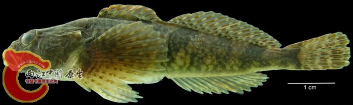 Cottus szanaga Dybowski 1869 ANSP 185369, tag 6749 (live), SL 61.6 mm MON 06-06,.jpg