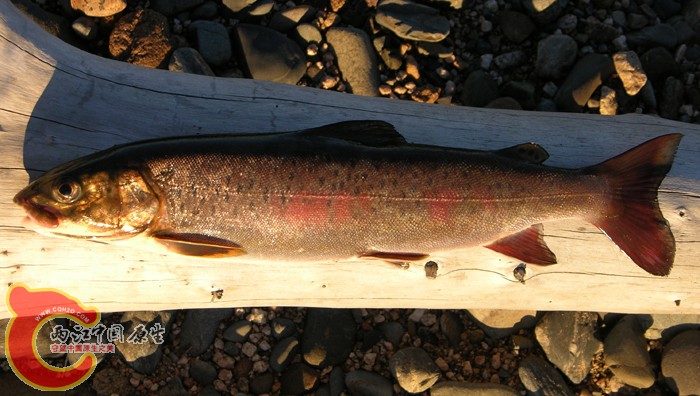 Brachymystax lenok (Pallas, 1773) ex. ANSP 185126 (live) MON 06-08, Onon River (.jpg