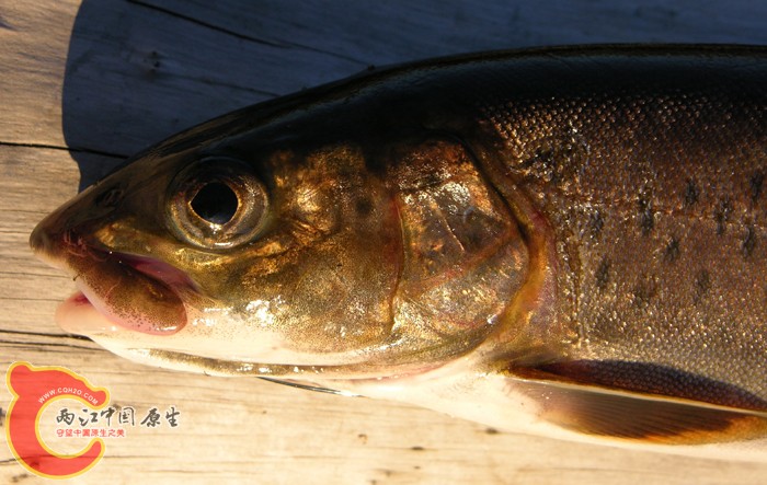 Brachymystax lenok (Pallas, 1773) ex. ANSP 185126 (live) MON 06-08, Onon River (.jpg