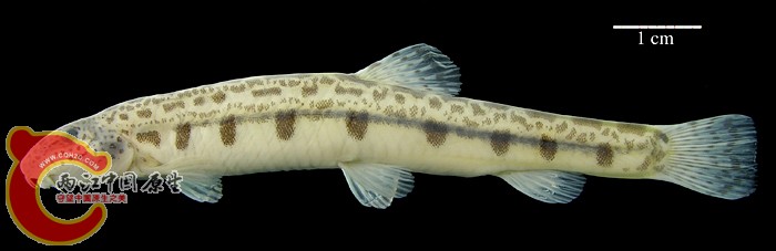 Cobitis melanoleuca (blotched) ANSP 185363, SL 74.3 mm MON 06-03, Kerulen River.jpg