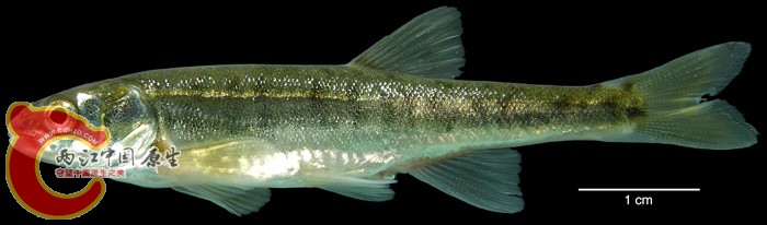 Phoxinus cf. phoxinus (Linnaeus 1758) ANSP 185473 MON 06-01, Tuul River (Selenga Dr.).jpg