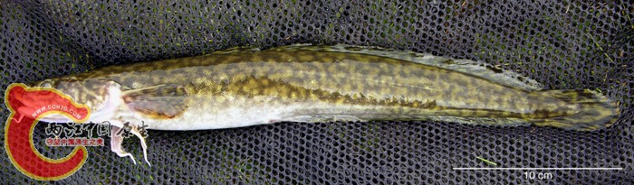 Lota lota (Linnaeus, 1758) ANSP 185455, SL 330 mm MON 06-03, Kerulen River (Amur Dr.).jpg