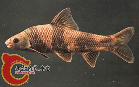 黑龙江鱼--华鰁（Sarcocheilichthys sinensis）属鲤形目，鲤科，鮈亚科，鰁属。俗称：.jpg