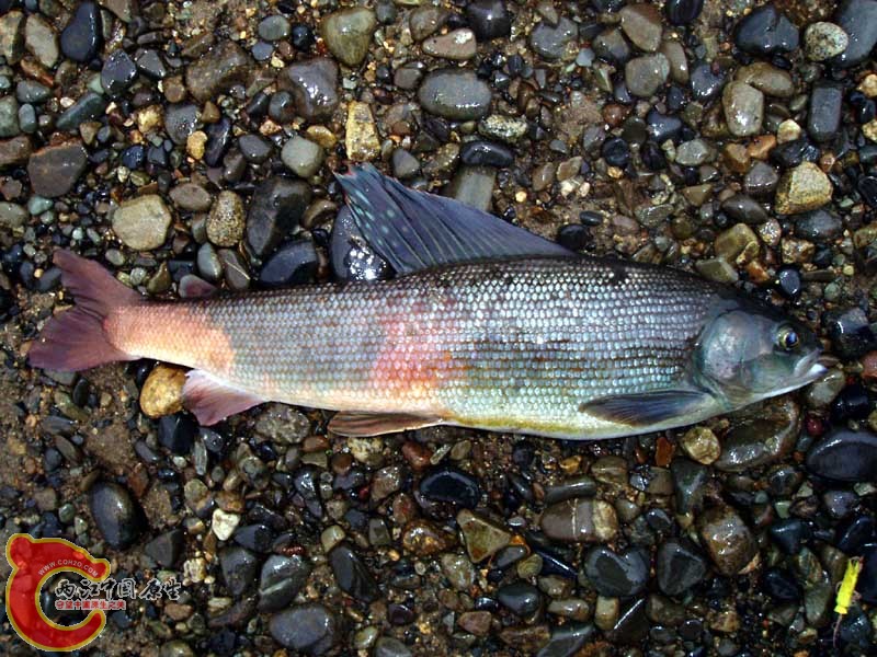 Thymallus arcticus 49cm 800.jpg