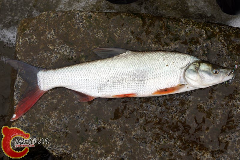 蒙古红鲌Culter mongolicus Fliege%蒙古红鲌蒙古鲌（Culter mongolicus）属鲤形目,鲤科.jpg