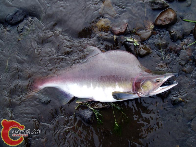 大麻哈鱼驼背Oncorhynchus gorbuscha m 800.jpg