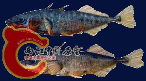 刺鱼目--刺鱼科--刺鱼属--三次鱼 或者 无鳞甲三刺鱼，俄国黑龙江