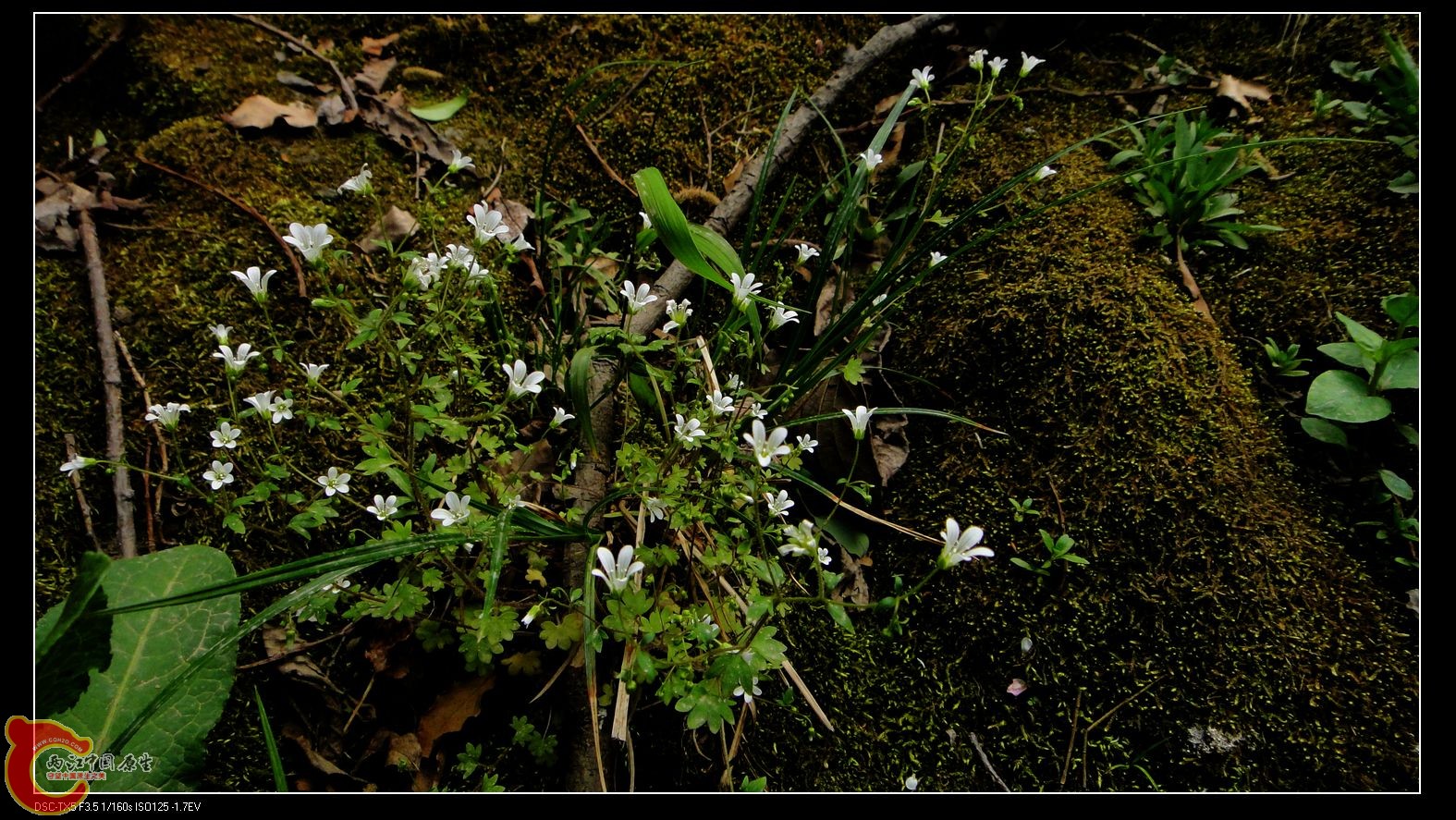 小花花.jpg