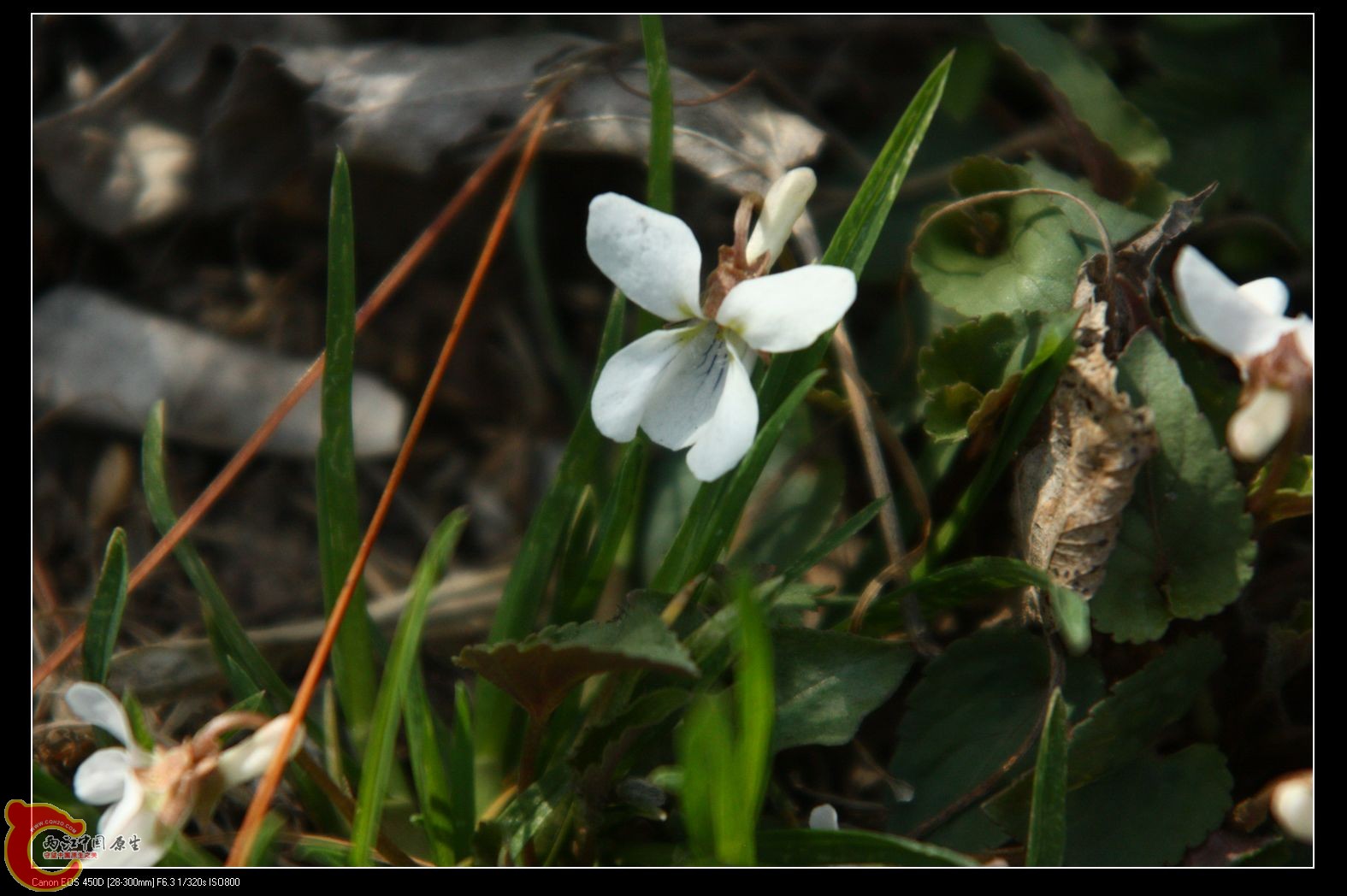 可以叫白花地丁么··.jpg