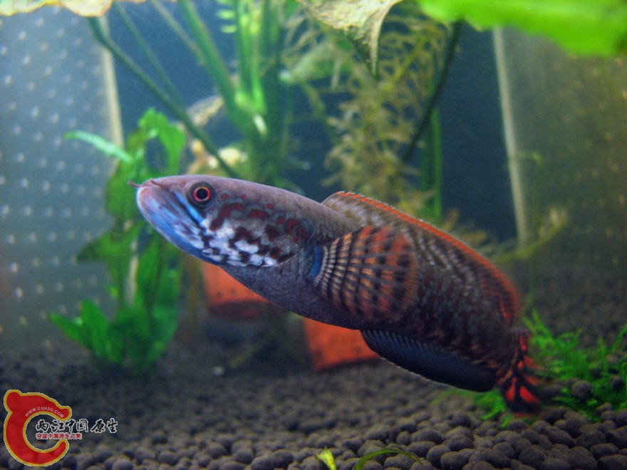 snakehead005.jpg