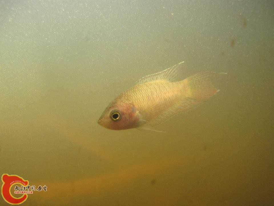 香港鬥魚及生息環境