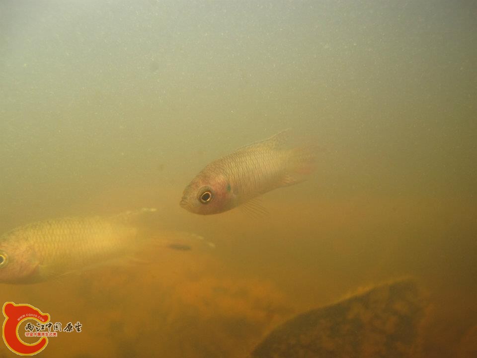 香港鬥魚及生息環境