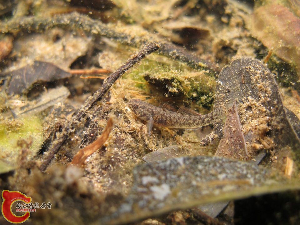 粘皮鯔鰕虎魚 Mugilogobius myxodermus