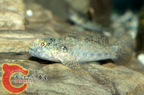 椰子深蝦虎 Bathygobius cocosensis.jpg