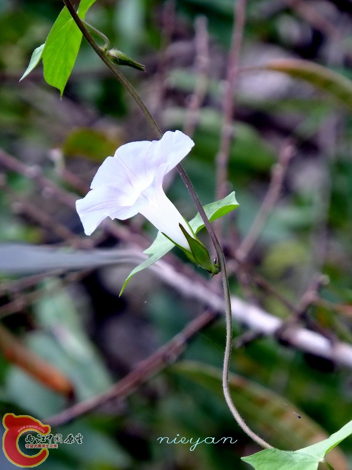 21小小牵牛花.jpg