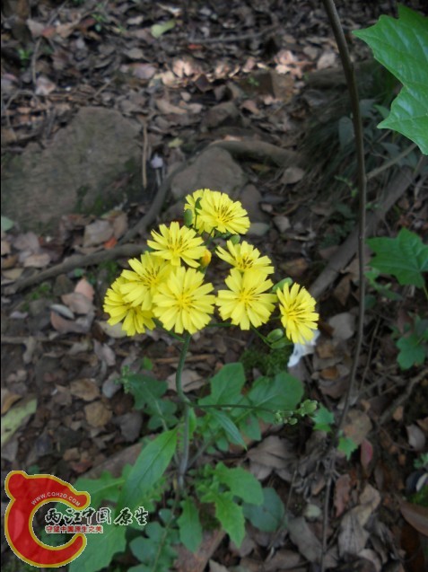 黄鹌菜