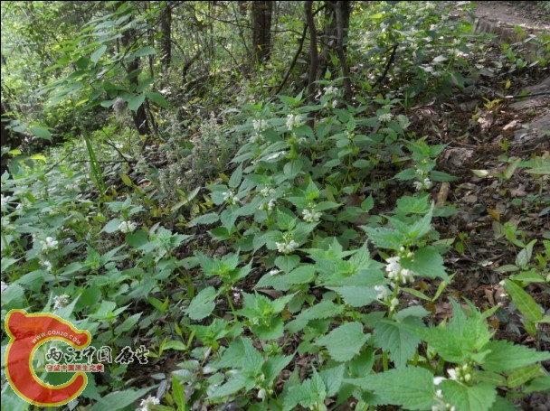 野芝麻白毛夏枯草生境.jpg