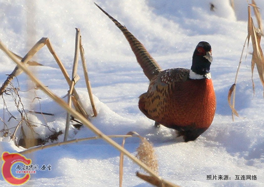 冬天里的野鸡.jpg